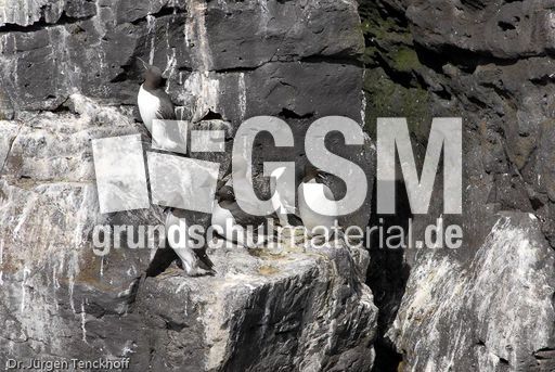 Trottellumme (1 von 2).jpg